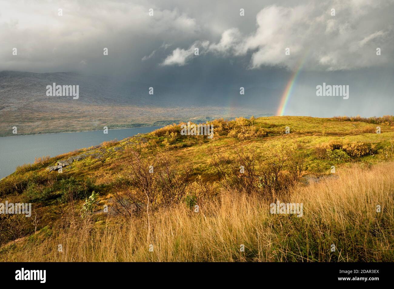 Temporale con doppio arcobaleno e drammatiche nuvole con erba gialla sulle colline in autunno, Nesna, Nordland, Norvegia Foto Stock