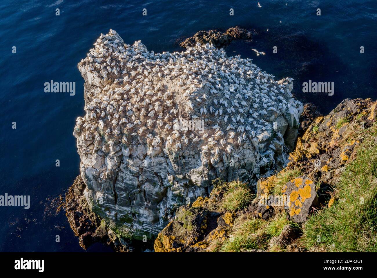 Gannet settentrionale (Morus bassanus) sulla roccia di allevamento Langane con licheni gialli su rocce, Langanesbyggo, Norourland eystra, Islanda Foto Stock