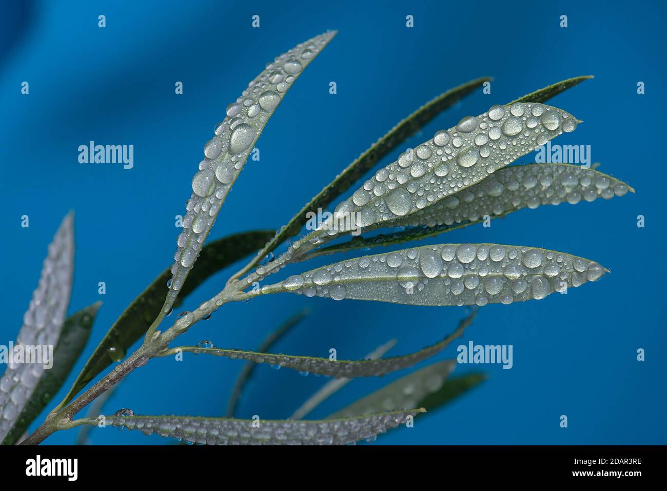 Gocce di pioggia sulle foglie di olivo (Olea europaea), Germania Foto Stock