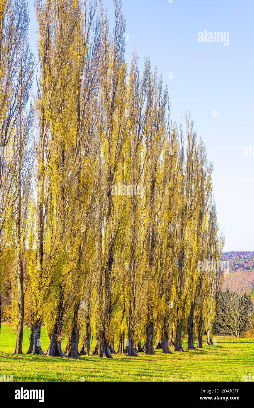 Pioppo, Pioppo piramidale, Pioppo piramidale (Populus nigra var. Italica) Alb sveva, Baden-Wuerttemberg, Germania Foto Stock