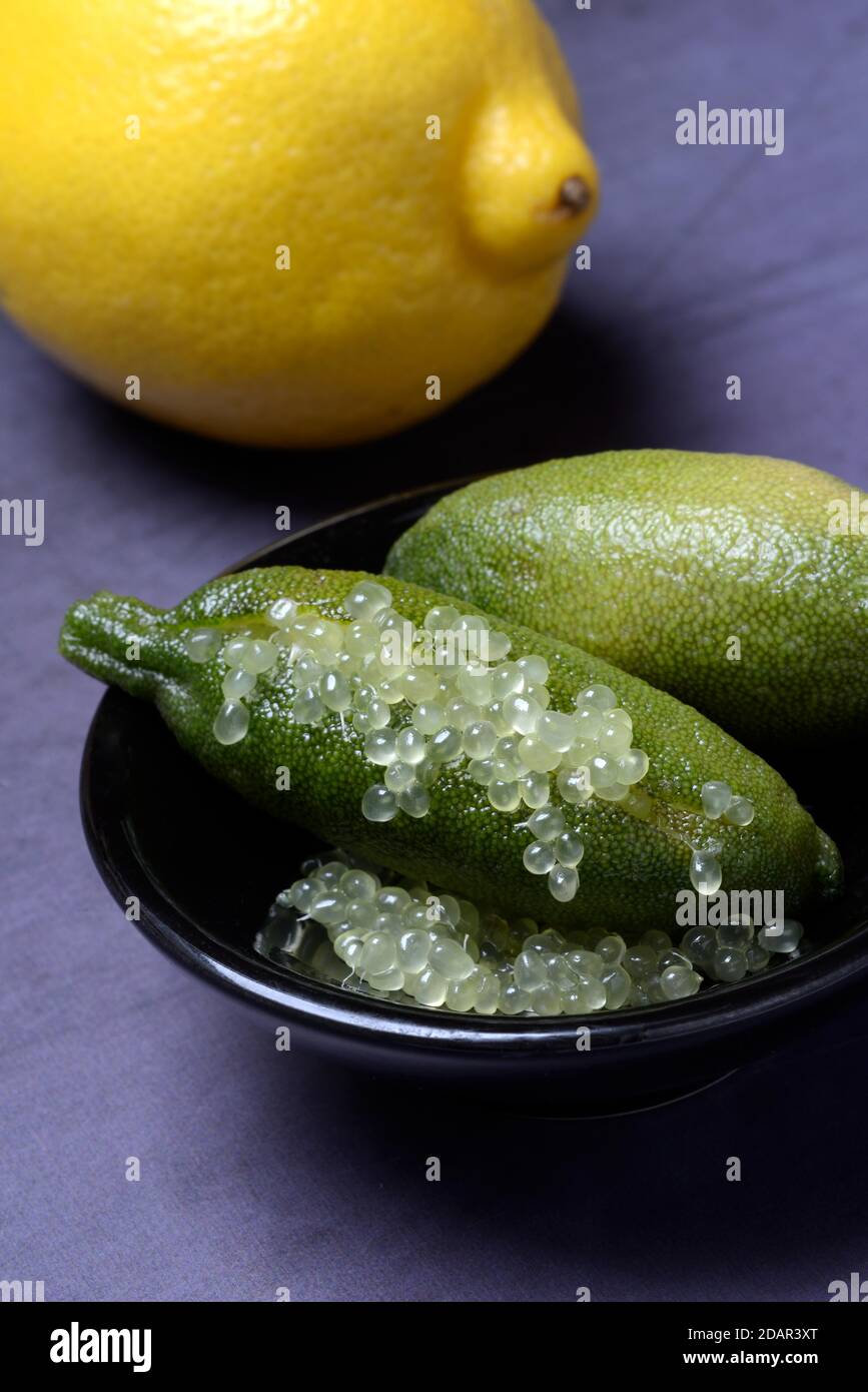 Lime Australiana (MicroCitrus australasica) in scorza e limone, lime da dito, caviale di lime, Germania Foto Stock