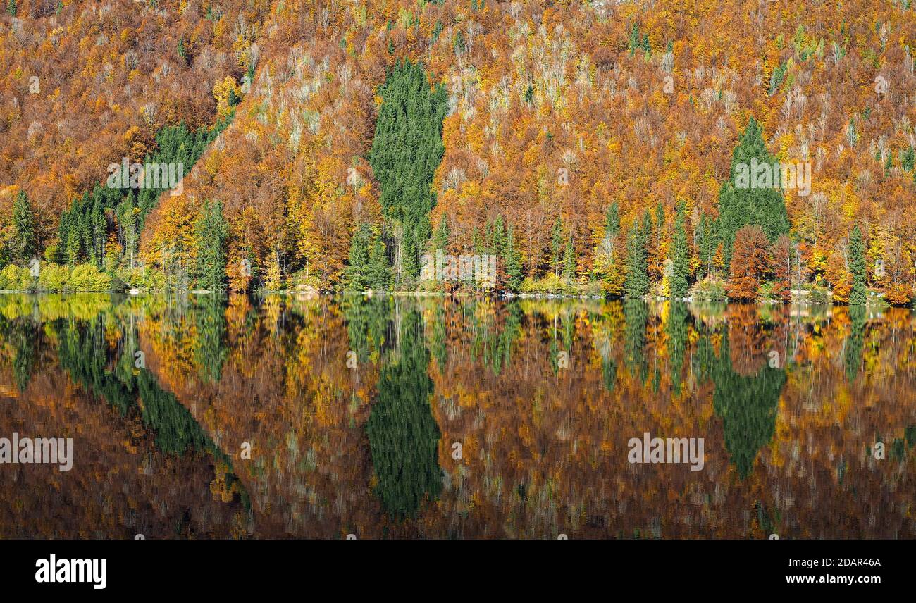 La foresta mista dai colori autunnali si riflette, Vorderer Langbathsee, vista panoramica, Salzkammergut, alta Austria, Austria Foto Stock
