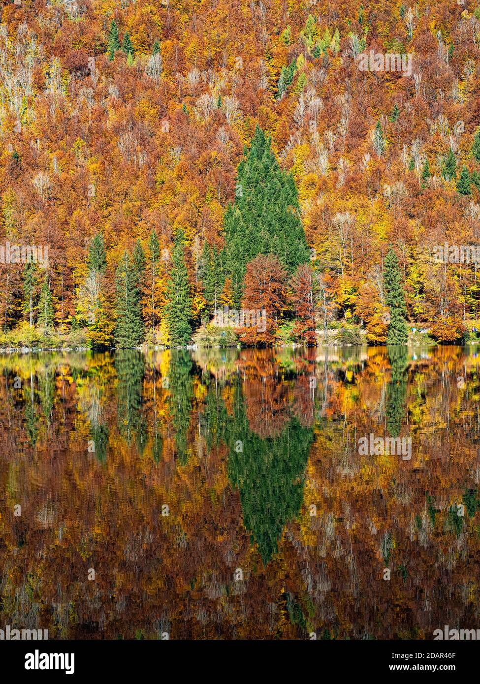 La foresta mista dai colori autunnali si riflette, Vorderer Langbathsee, Salzkammergut, Austria superiore Foto Stock