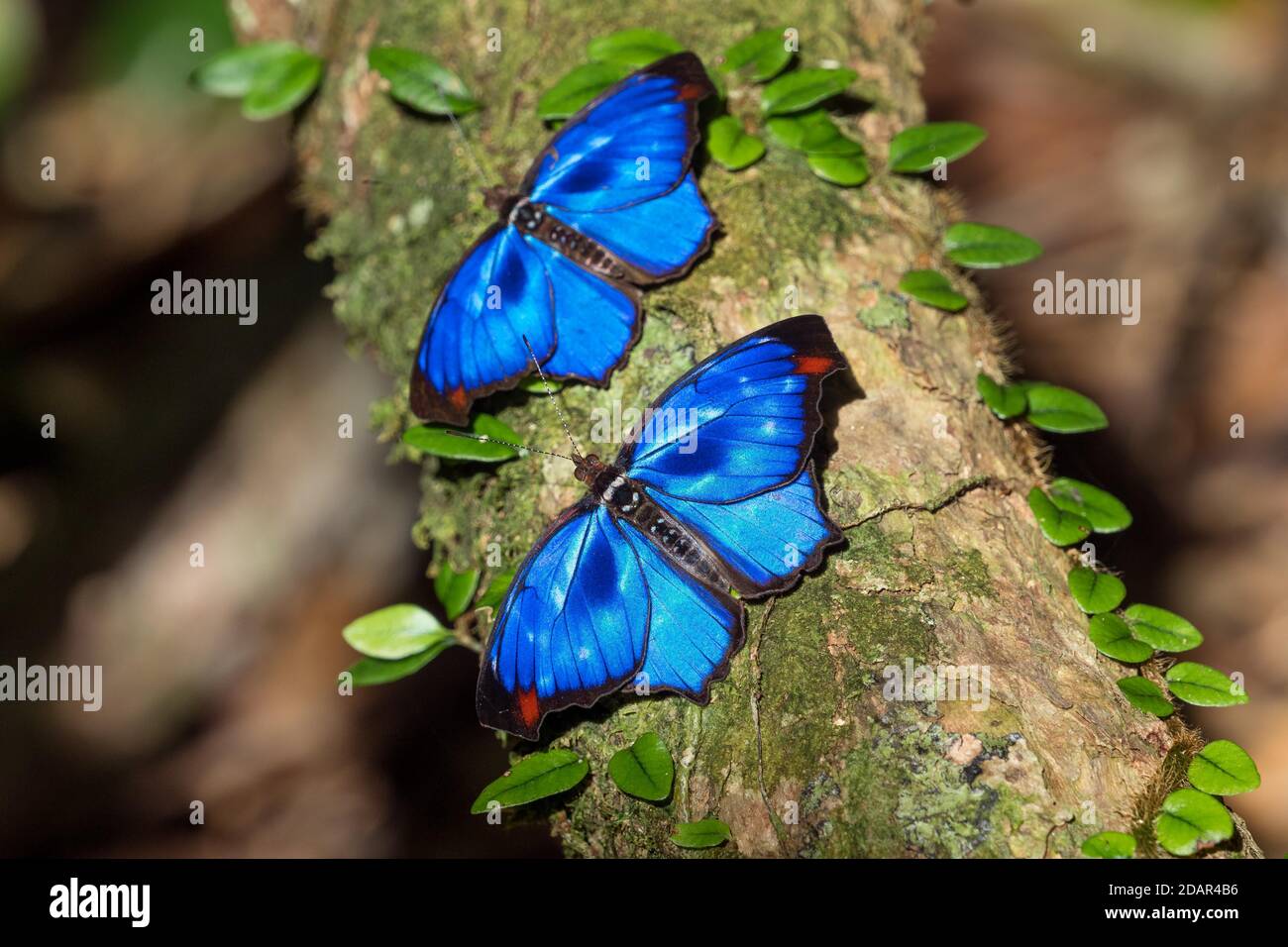 Farfalle blu iridescenti (Myscelia orsis), Mata Atlantica, Bahia, Brasile Foto Stock