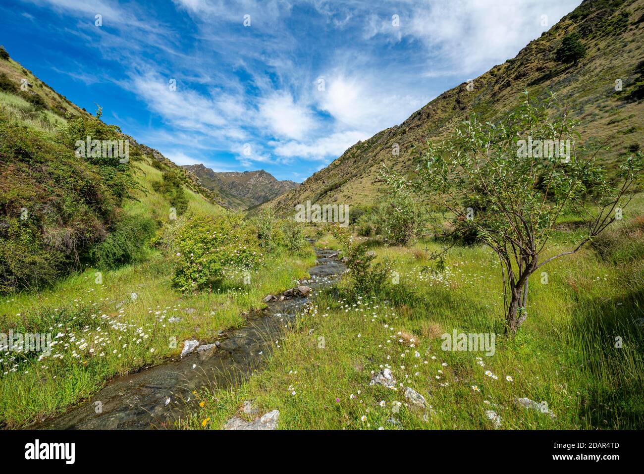 Valle verde, prato fiorito con torrente di montagna Grandview Creek, Grandview Mountain Track, Lago Hawea, Alpi meridionali, Otago, Isola del Sud, Nuova Foto Stock