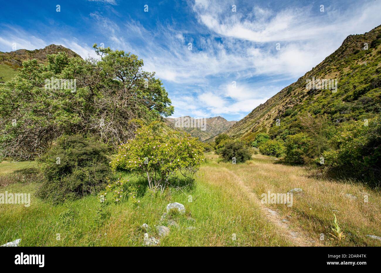 Sentiero escursionistico nella valle di Grandview Creek, Grandview Mountain Track, Lago Hawea, Alpi del Sud, Otago, Isola del Sud, Nuova Zelanda Foto Stock