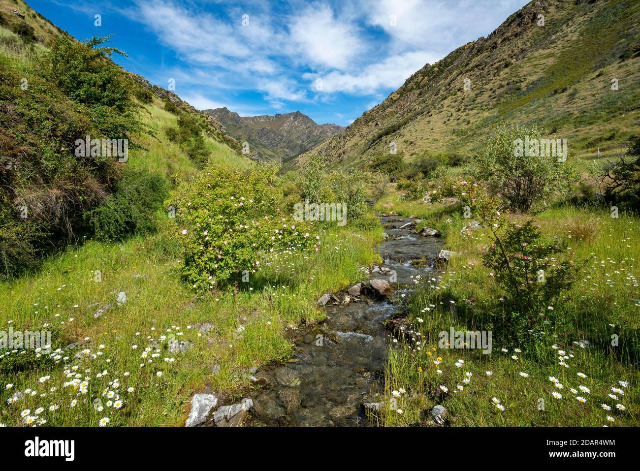 Valle verde, prato fiorito con torrente di montagna Grandview Creek, Grandview Mountain Track, Lago Hawea, Alpi meridionali, Otago, Isola del Sud, Nuova Foto Stock