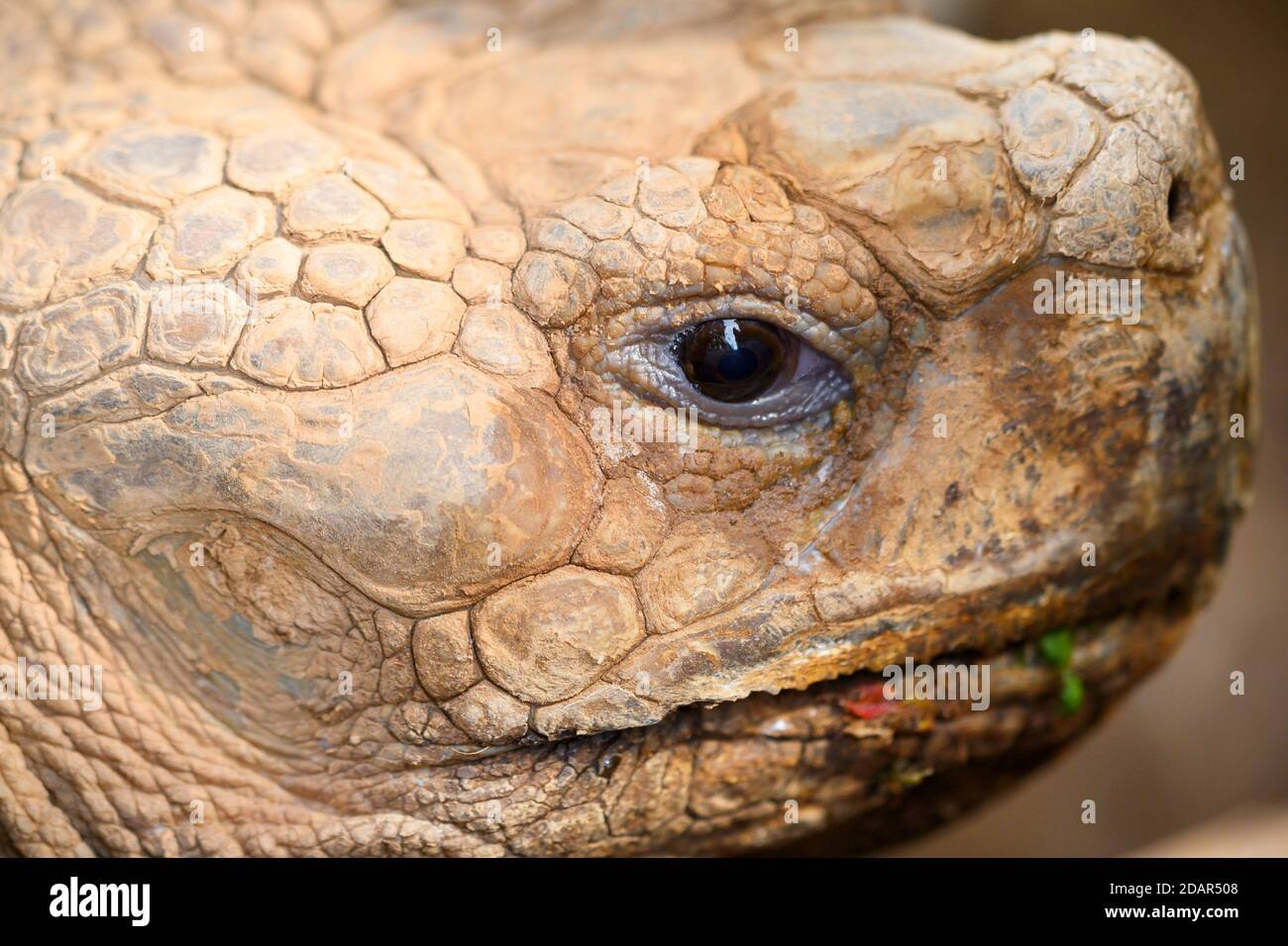 Turtle faccia primo piano immagine. Foto di alta qualità Foto Stock