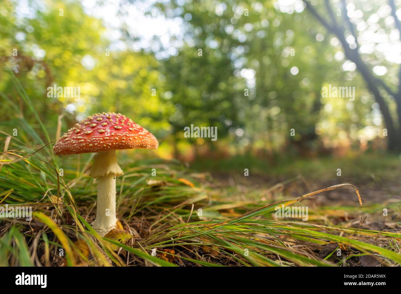 Fly agaric (Amanita muscaria) NSG Jungle Sababurg, Hofgeismar, Assia, Germania Foto Stock