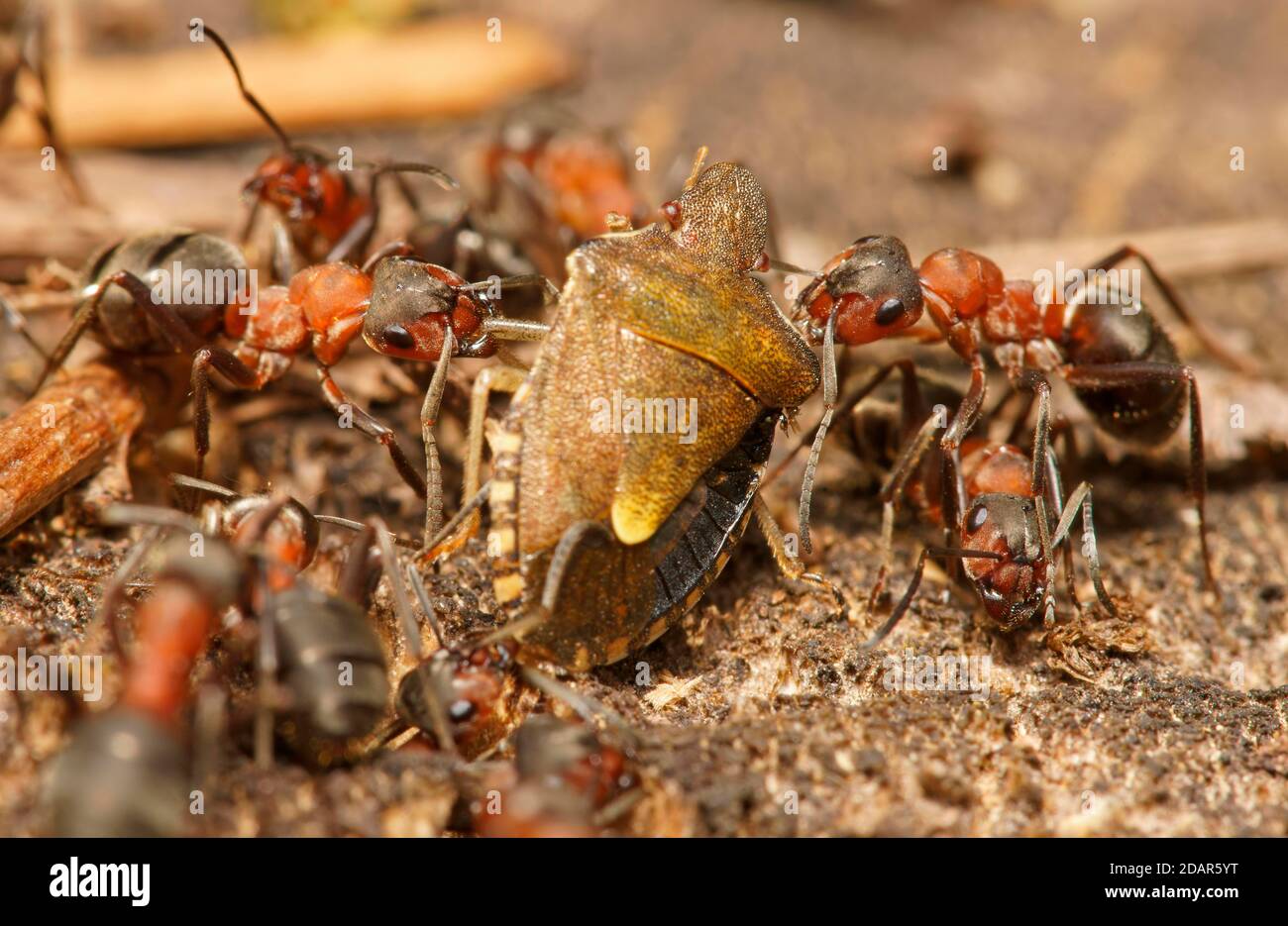 Red Wood Ants (Formica rufa) con bug di albero catturato, Assia, Germania Foto Stock