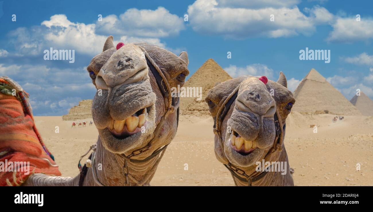 Cammelli di fronte alle piramidi di Giza, Giza, Cairo, Egitto Foto Stock
