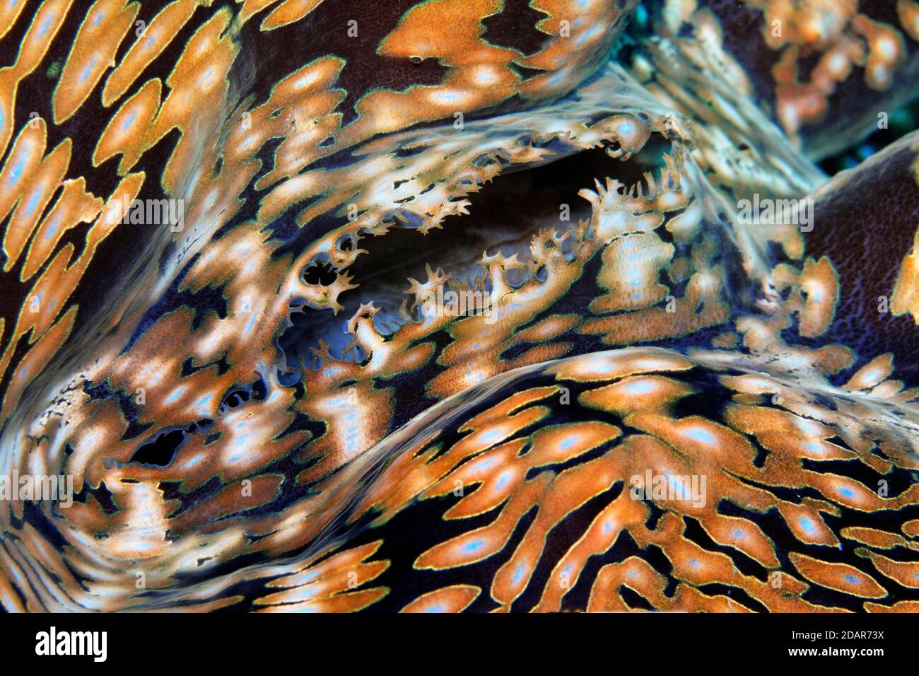 Sifone di clam gigante (Tridacna gigas), carne di Clam, dettaglio, pacifica, Grande barriera Corallina, Patrimonio Mondiale dell'UNESCO, Australia Foto Stock