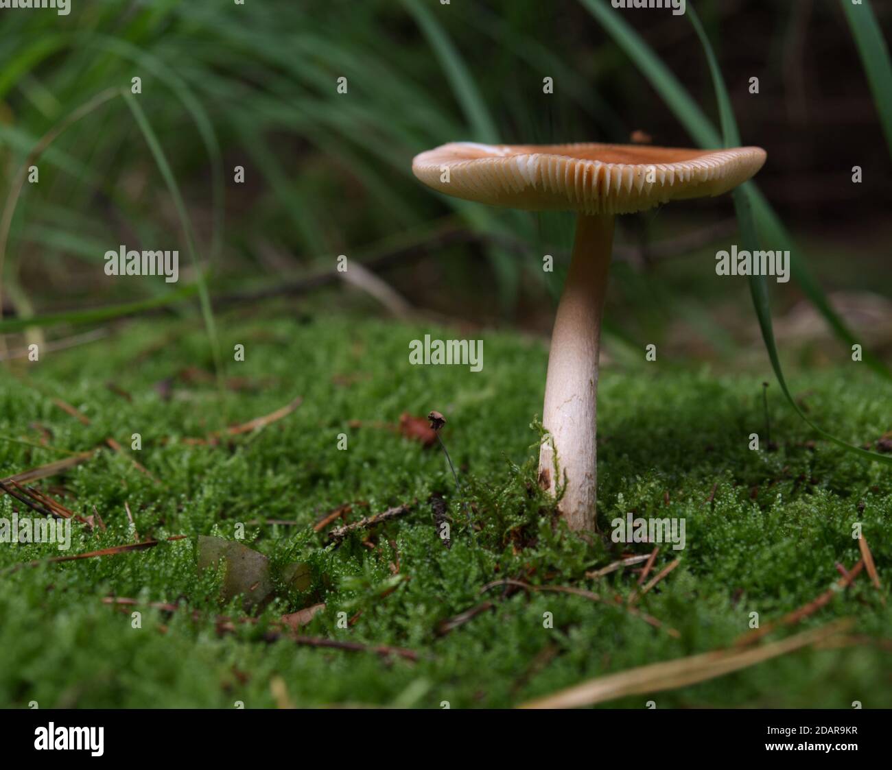 Su una passeggiata nella foresta alla ricerca di funghi in turingia germania Foto Stock