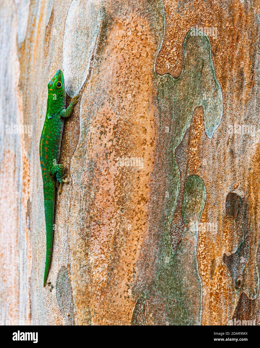 Piccola giornata gecko (Phelsuma astriata) Isola di Mahe, Seychelles Foto Stock