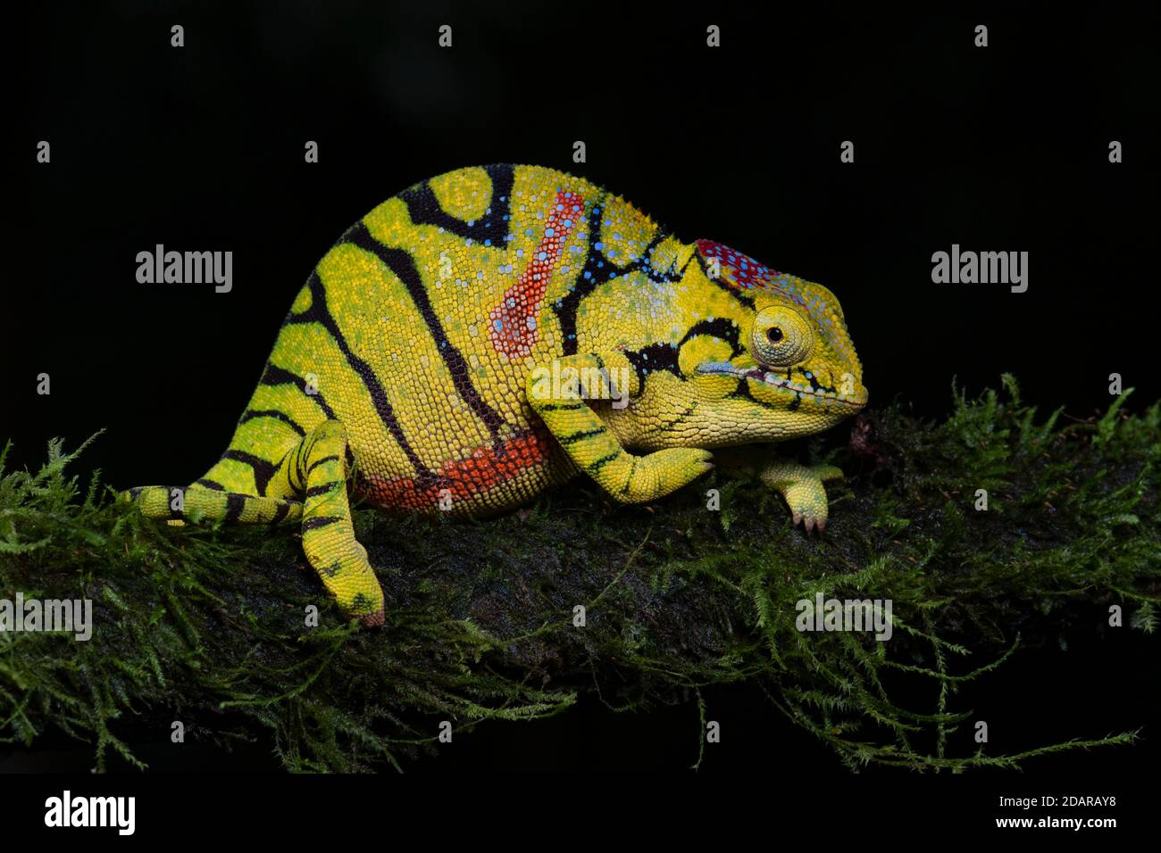 Glamrock Chameleon (Furcifer timoni) nel Parco Nazionale Amber Mountain, Madagascar settentrionale, Madagascar Foto Stock