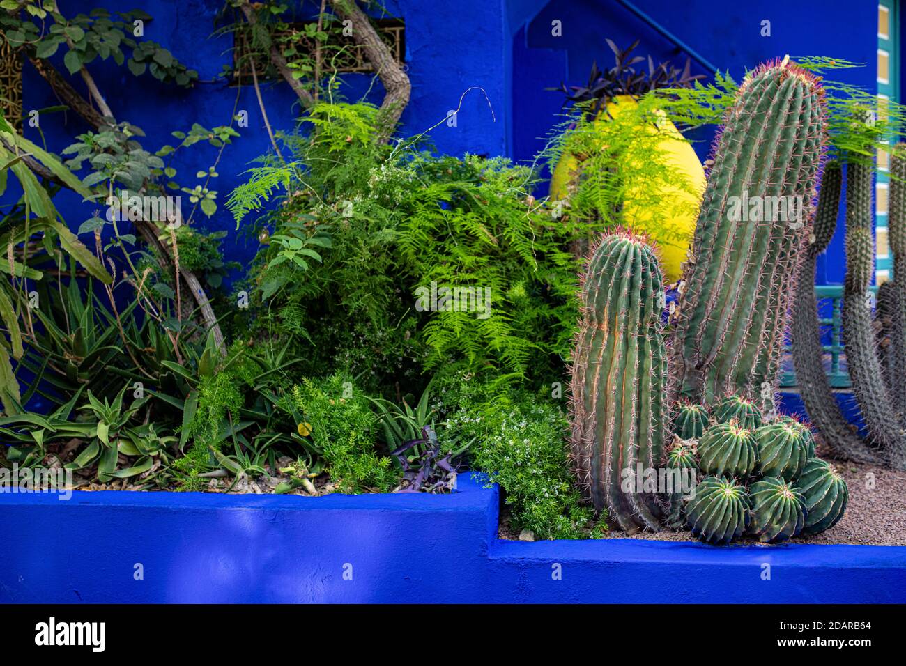 Dettaglio, Jardin Majorelle con la casa blu di Yves Saint-Laurent, giardino botanico, Marrakech, Marocco Foto Stock