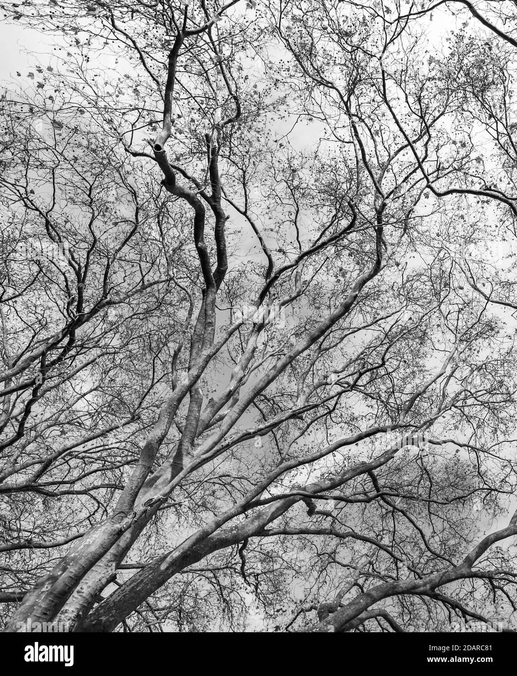 Bianco e nero, immagine monocromatica di alberi senza foglie in novembre in una giornata limpida. Foto Stock