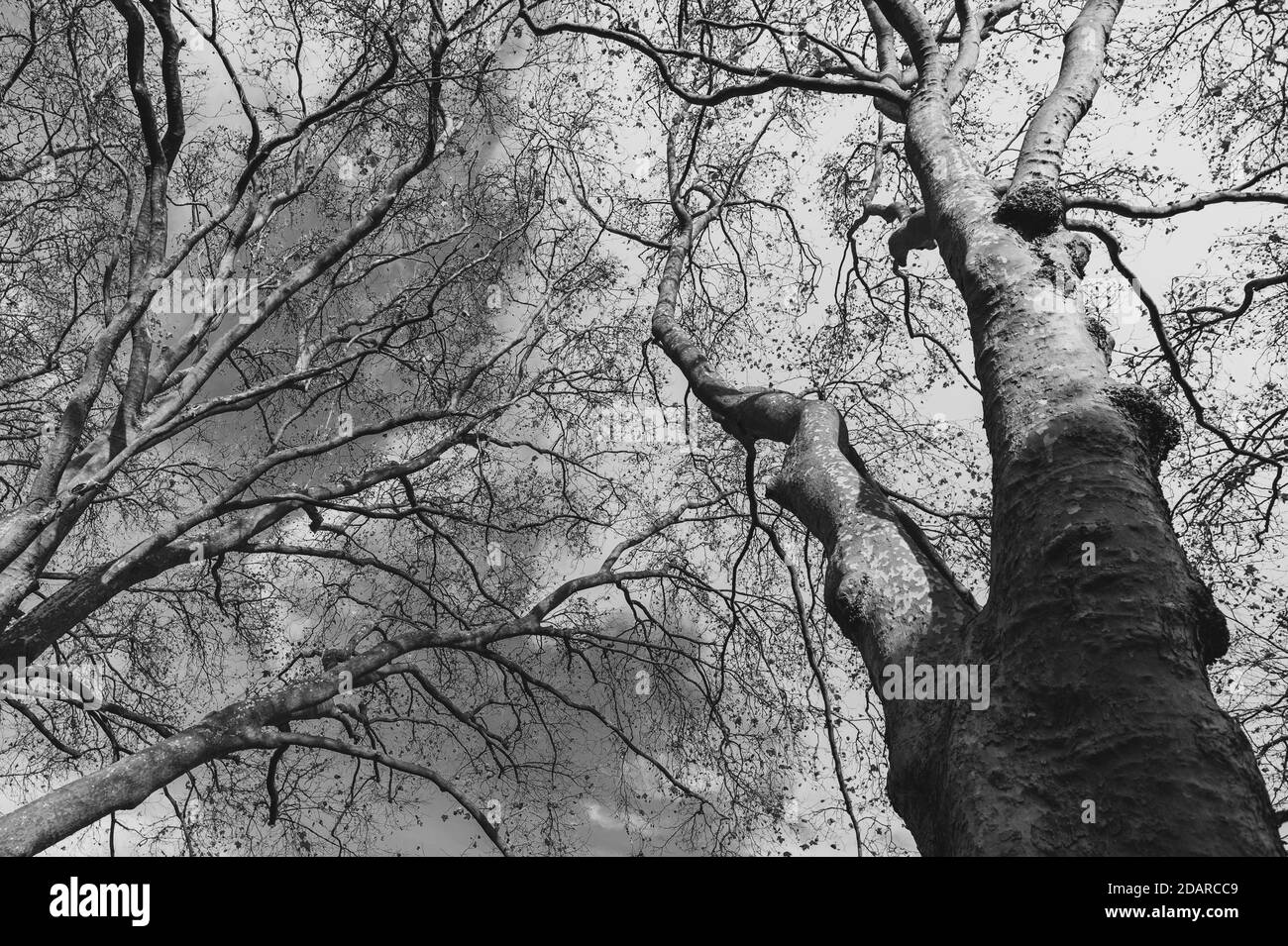 Bianco e nero, immagine monocromatica di alberi senza foglie in novembre in una giornata limpida. Foto Stock