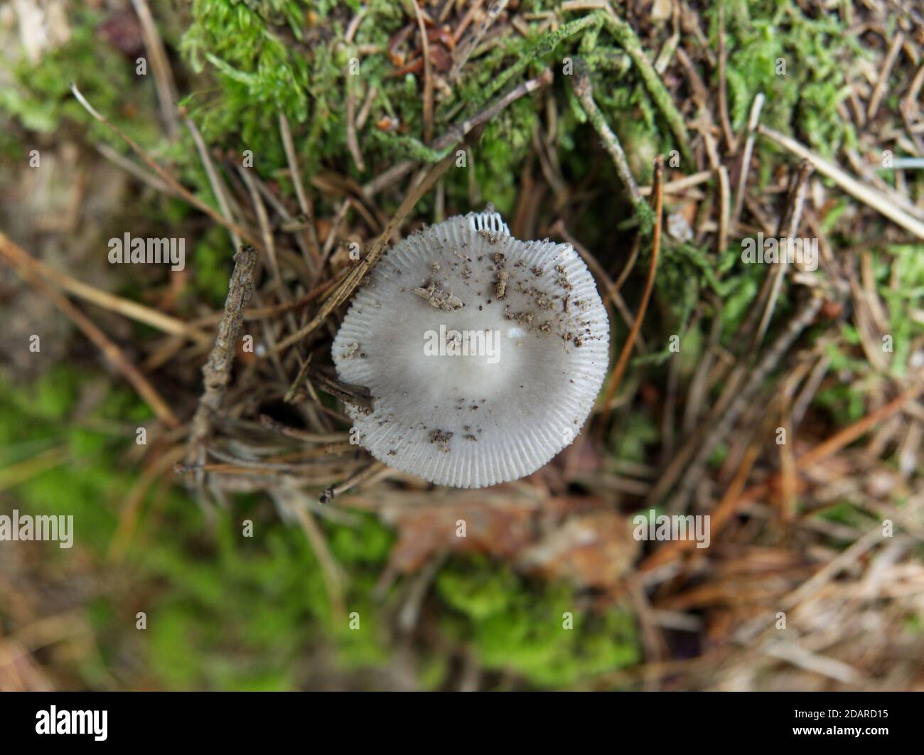 Funghi in giù vista a una passeggiata in turingia in autunno Foto Stock