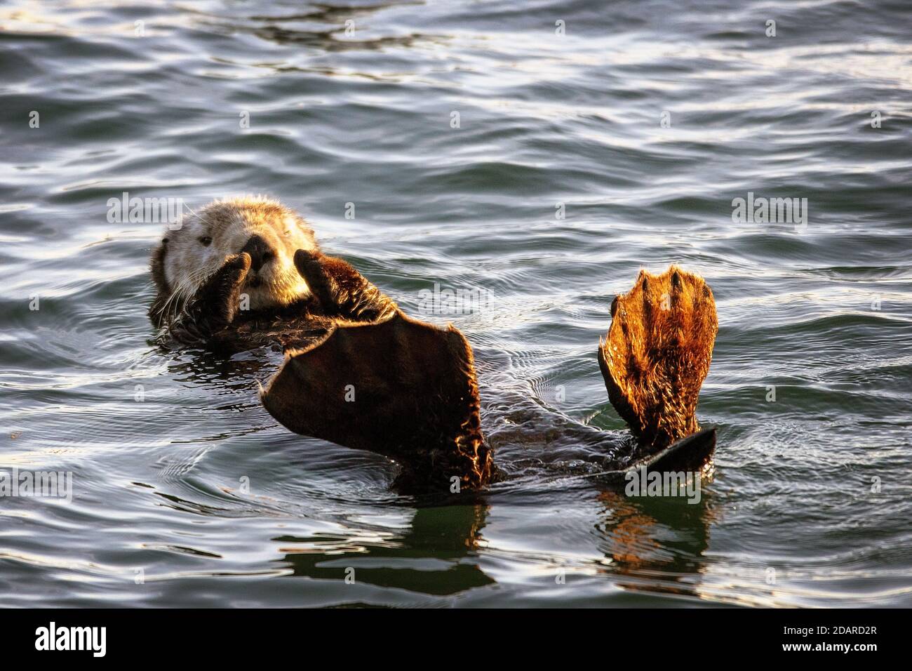 Una lontra marina (Enidra lutris) che galleggia nella Slough Elkhorn, Moss Landing, California Foto Stock