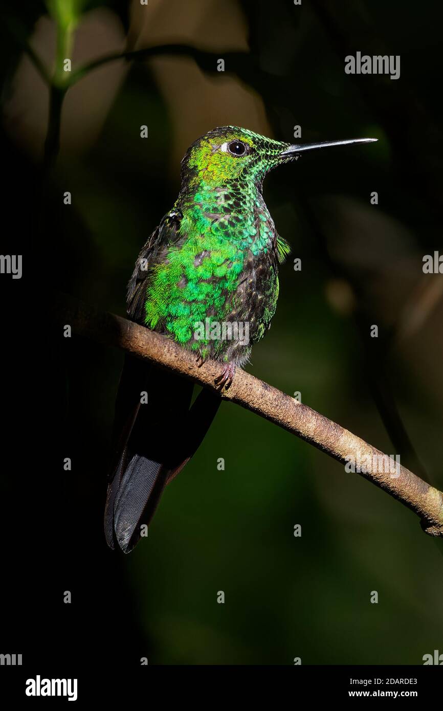 Verde-incoronato brillante - jacula Heliodoxa grande e robusta colibrì che è un allevatore residente nelle highlands dal Costa Rica al western Ecuador. Foto Stock