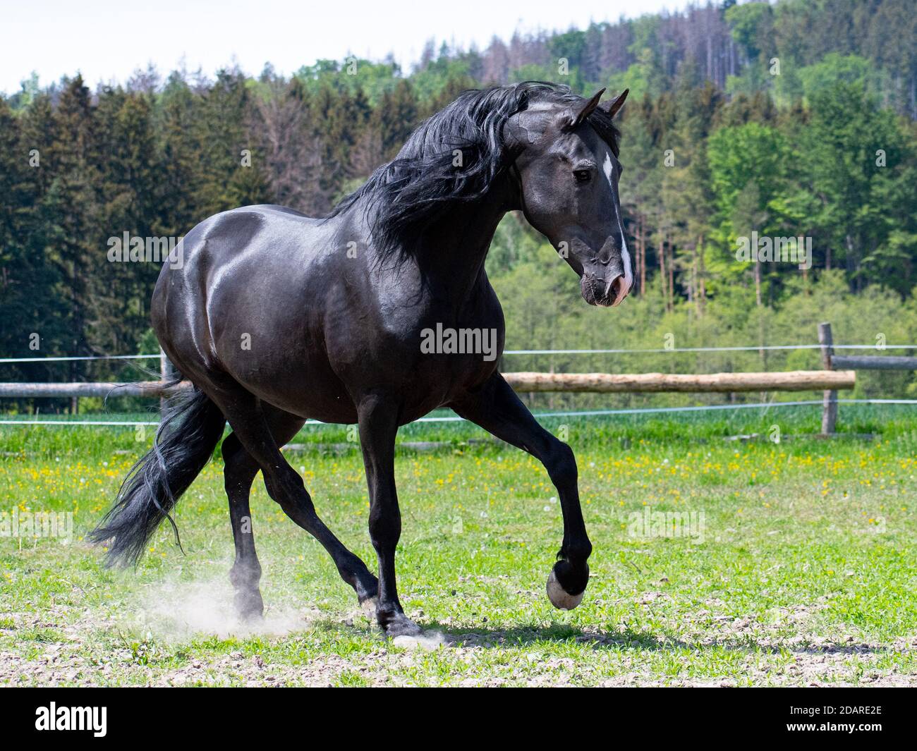 Danza cavallo nero nel paddock in una giornata di sole Foto Stock