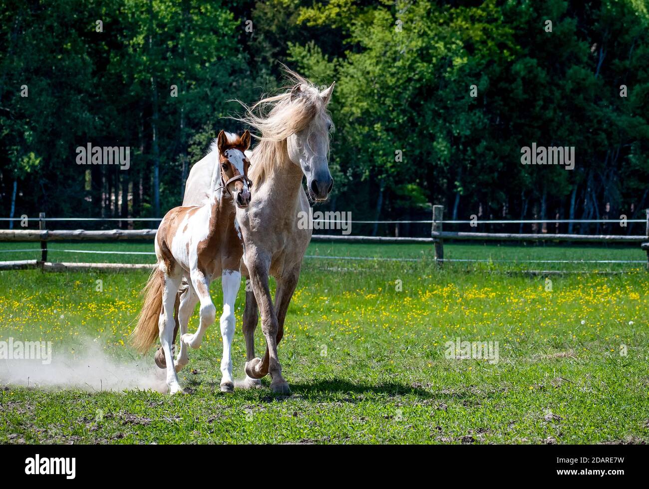 Foal pomeriggio soleggiato correre su pascolo con mamma. Foto Stock