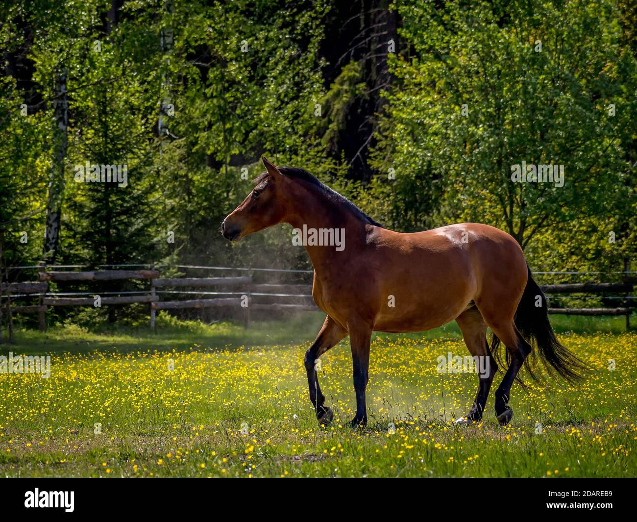 Un cavallo bruno ha divertimento che corre in un paddock sopra una giornata di sole Foto Stock
