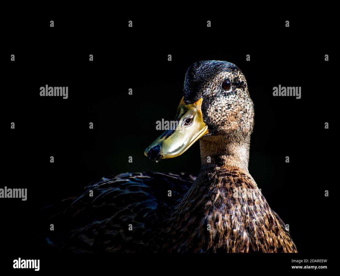 Dettagli illuminati della testa di un'anatra selvatica Foto Stock