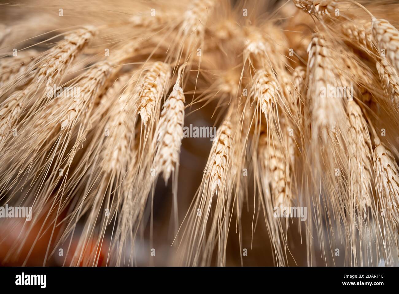 Closeup macro di grano grano profondità di fuoco poco profonda Foto Stock