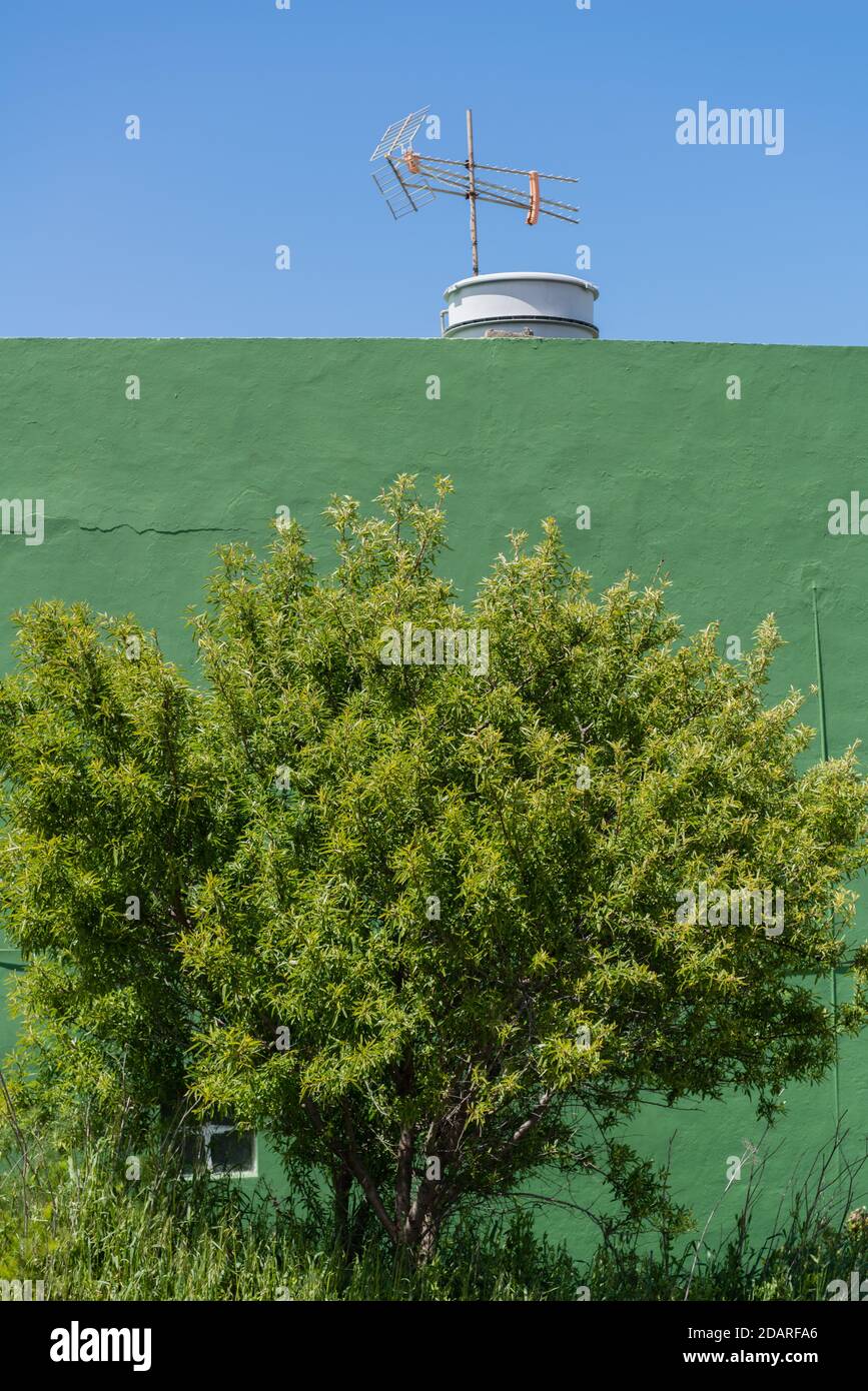 Albero aereo e verde di fronte a una parete verde Isole Canarie, Spagna, Europa occidentale Foto Stock