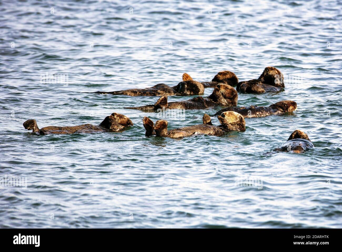 Un gruppo di Sea Otters (Enhyra lutris) che gioca a Elkhorn Slough, Moss Landing, California Foto Stock