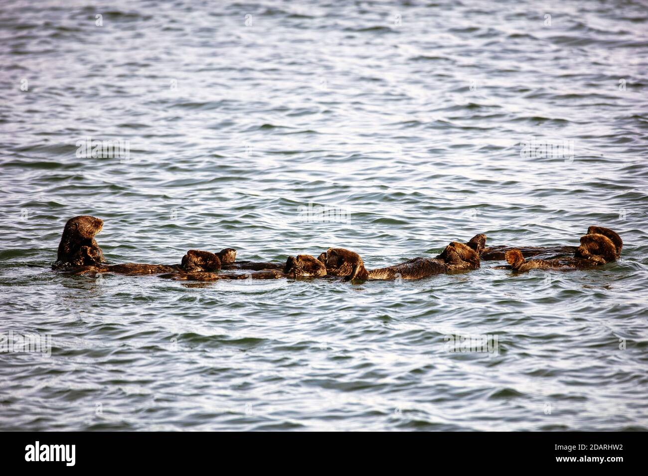 Sea Otters (Enhyra lutris) che gioca a Elkhorn Slough, Moss Landing, California Foto Stock