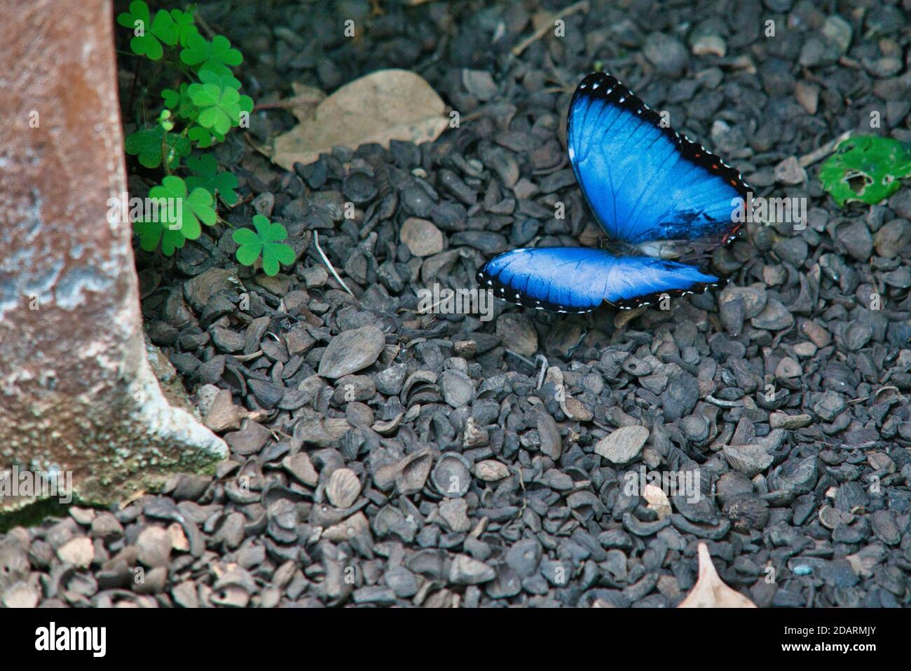 Farfalla blu morfo mangiare minerali dal pavimento di ghiaia, in un parco delle farfalle in Ecuador Foto Stock