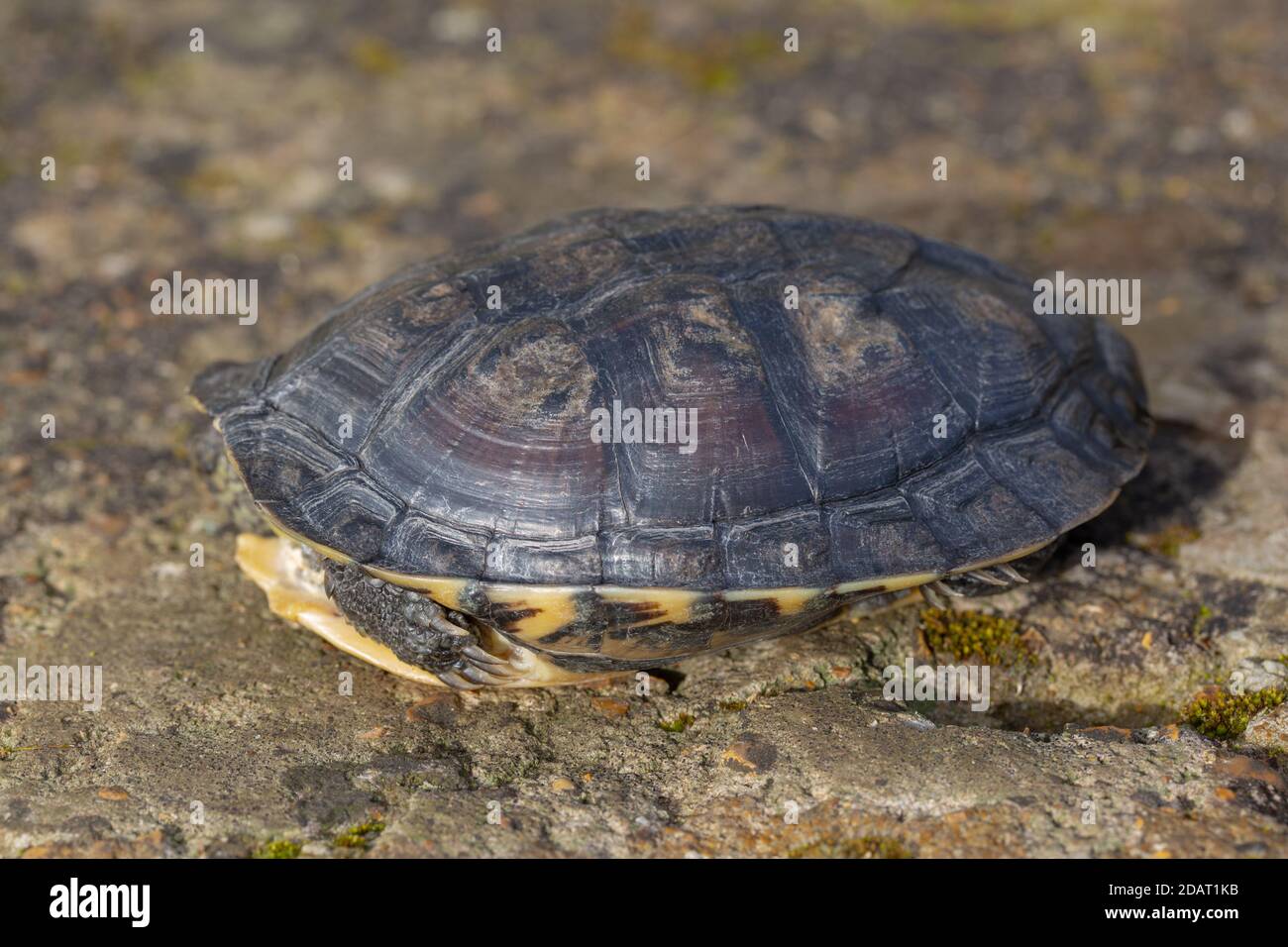 Tartaruga vietnamita o Annan Pond o tartaruga vietnamita (Mauremys annamensis). Dalla Provincia di Quang Nam, Annam, Vietnam centrale. Mettere in pericolo criticamente Foto Stock
