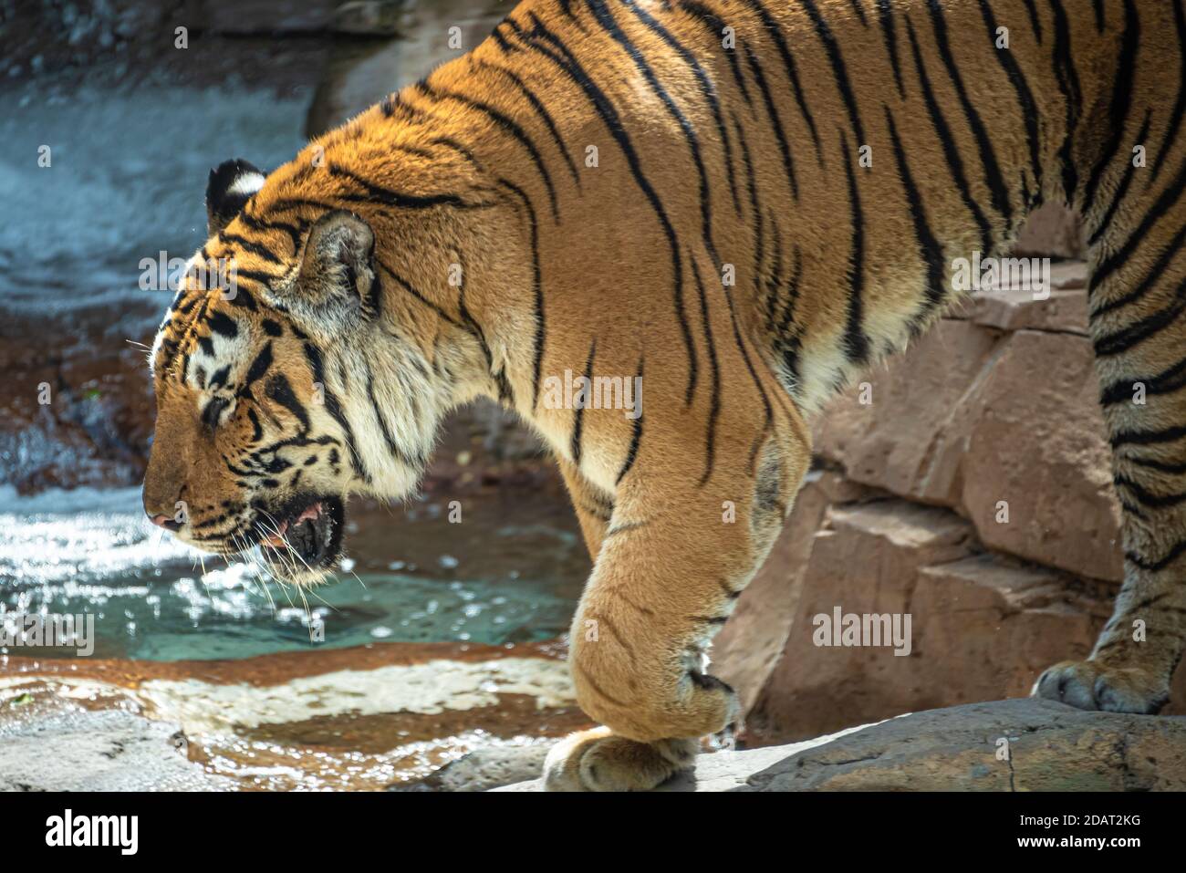 Tigre Bengala (Panthera tigris tigris) a Busch Gardens Tampa Bay a Tampa, Florida. (STATI UNITI) Foto Stock