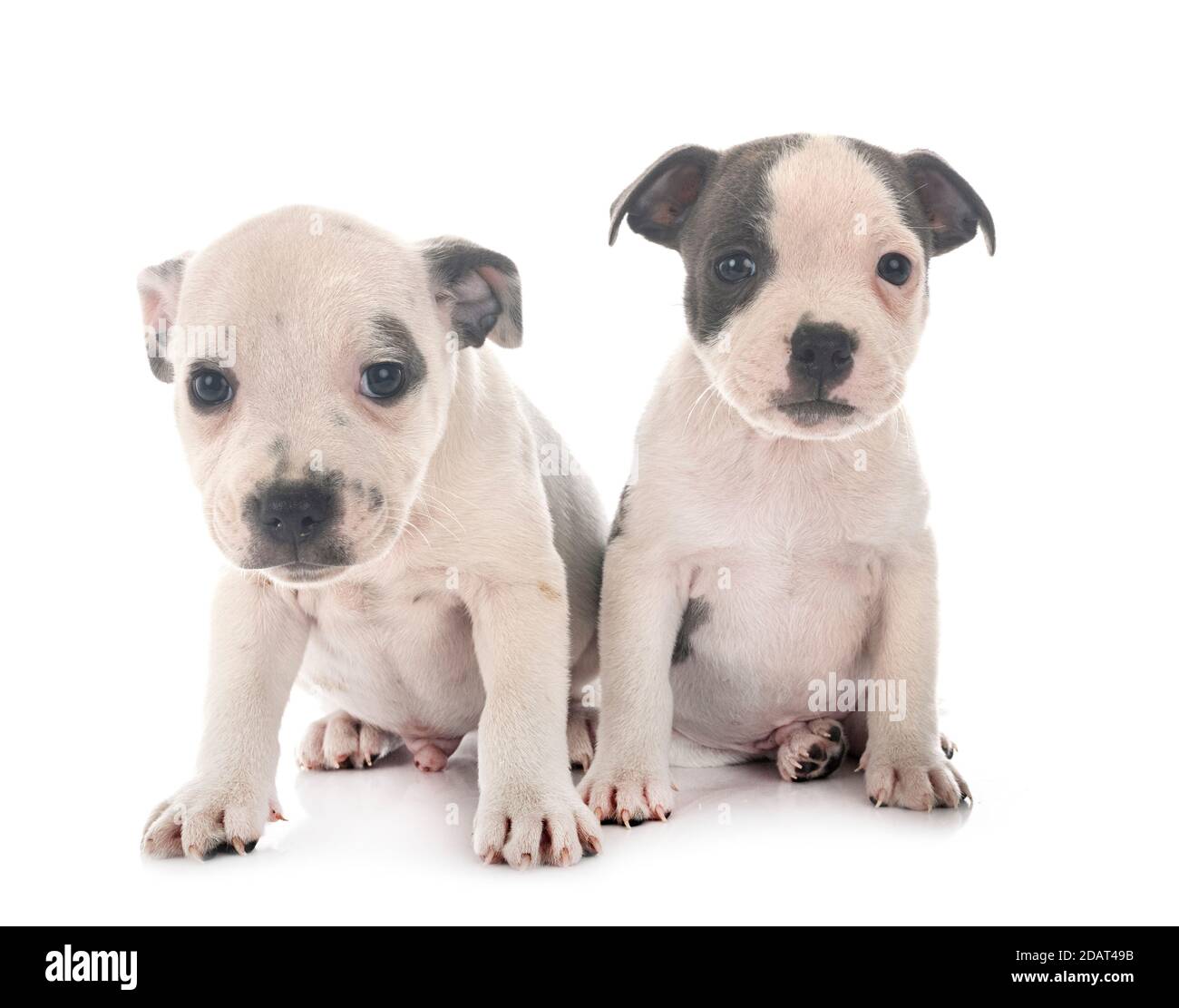 Cuccioli staffordshire bull terrier di fronte a uno sfondo bianco Foto Stock