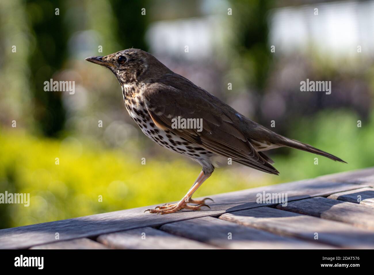 Lato su thrush primo piano sul tavolo Foto Stock