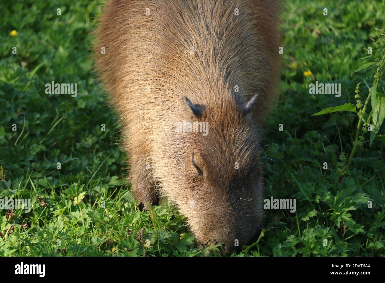 Capybara (Hydrochoerus hydrochaeris) allo zoo di Chester Foto Stock
