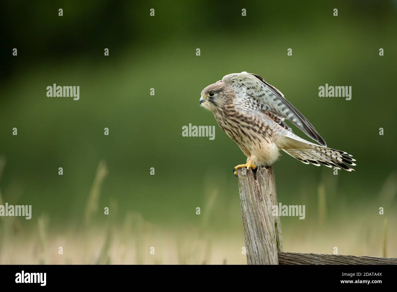 Kestrel (Falco tinnunculus) decollo da un posto Foto Stock