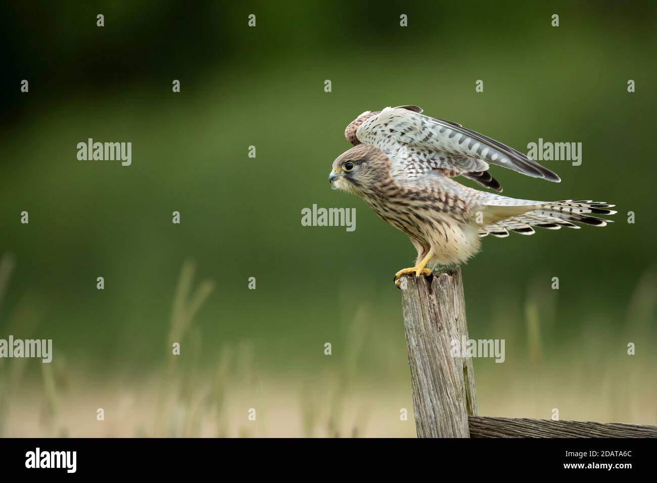 Kestrel (Falco tinnunculus) decollo da un posto Foto Stock