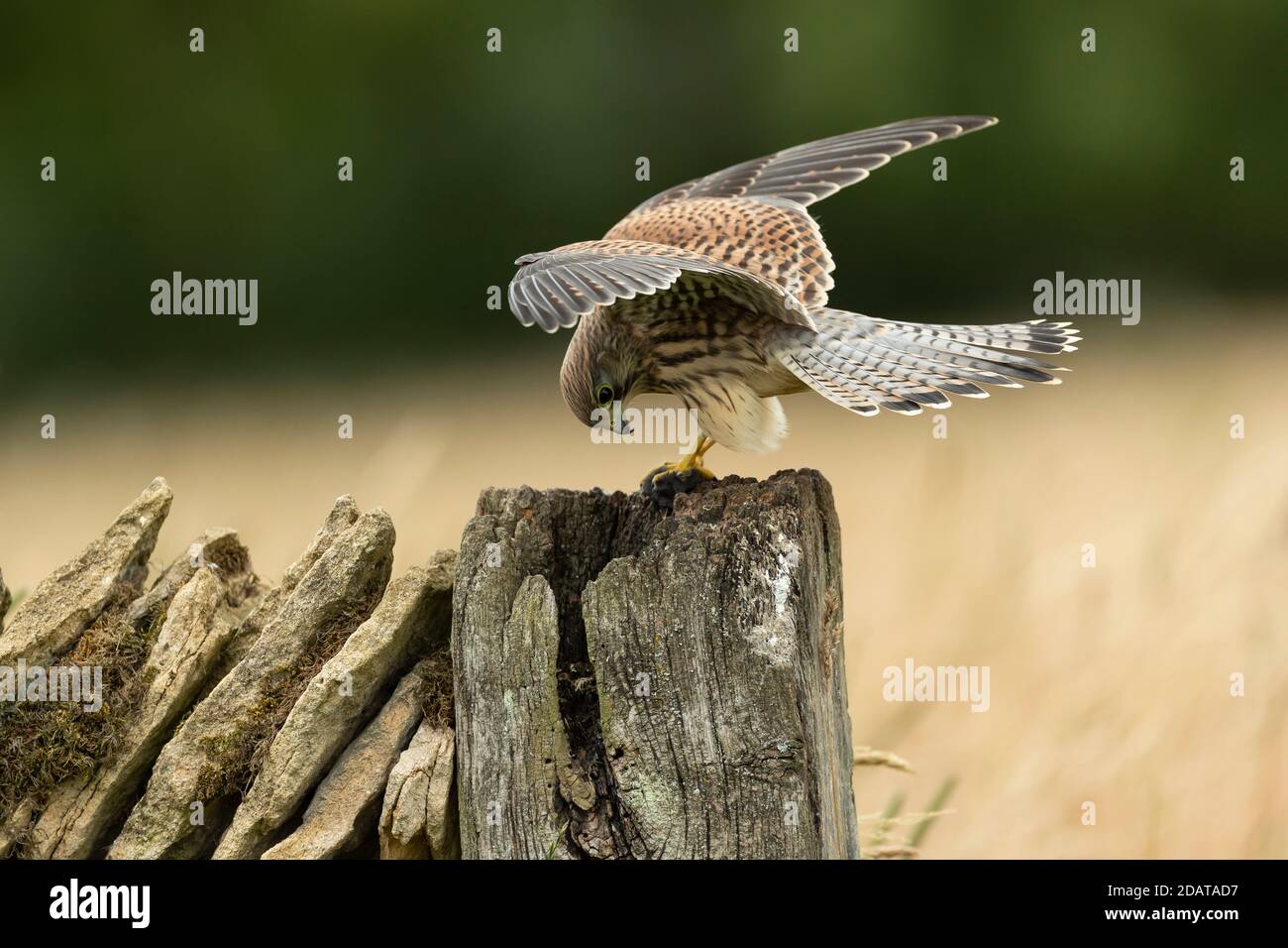 Kestrel (Falco tinnunculus) con preda su un muro Foto Stock