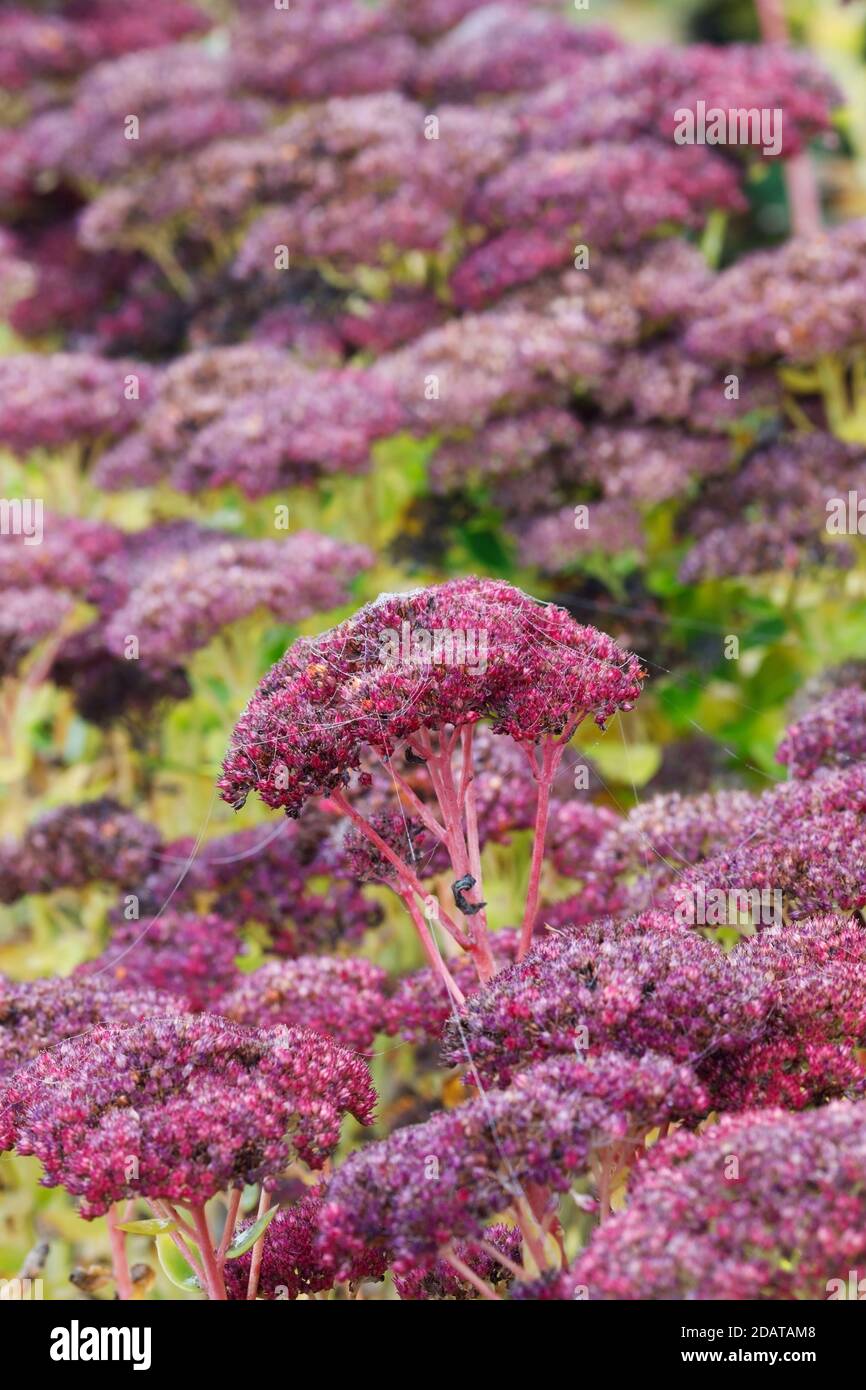 Hylotephium spectabile Gruppo brillante fiori in autunno. Foto Stock