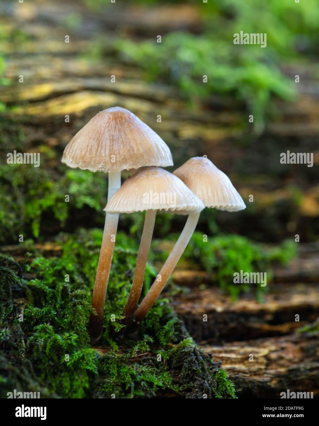 Grappolo di tre funghi di fata inkcap su un tronco di muschio Foto Stock