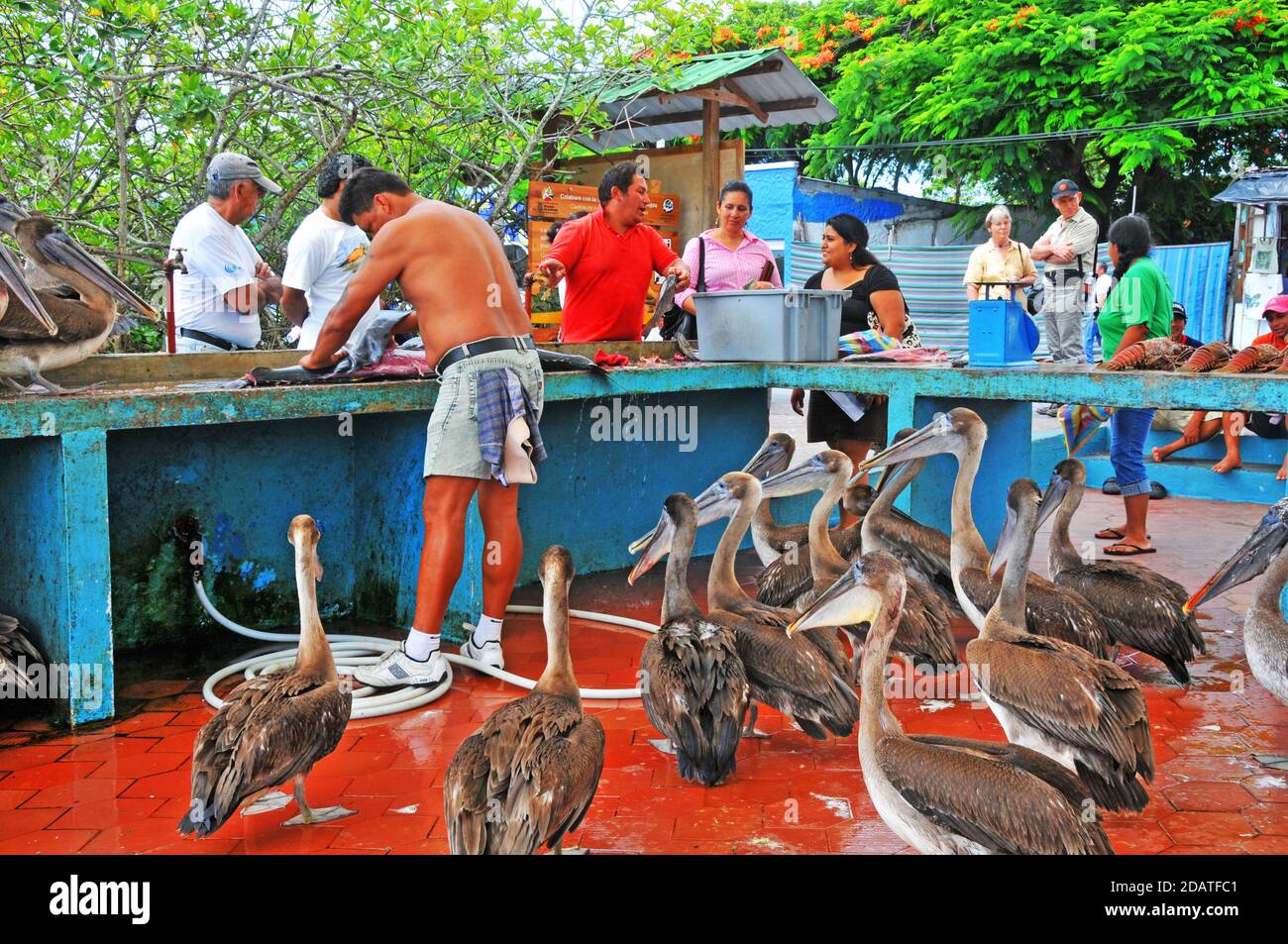Mercato del pesce, Puerto Ayora, Isola di Santa Cruz, Isole Galapagos, Ecuador Foto Stock