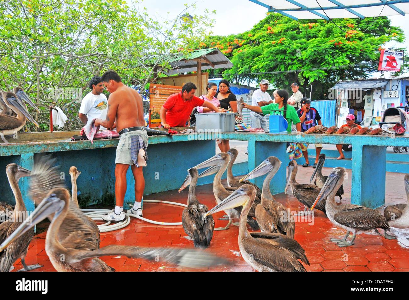 Mercato del pesce, Puerto Ayora, Isola di Santa Cruz, Isole Galapagos, Ecuador Foto Stock
