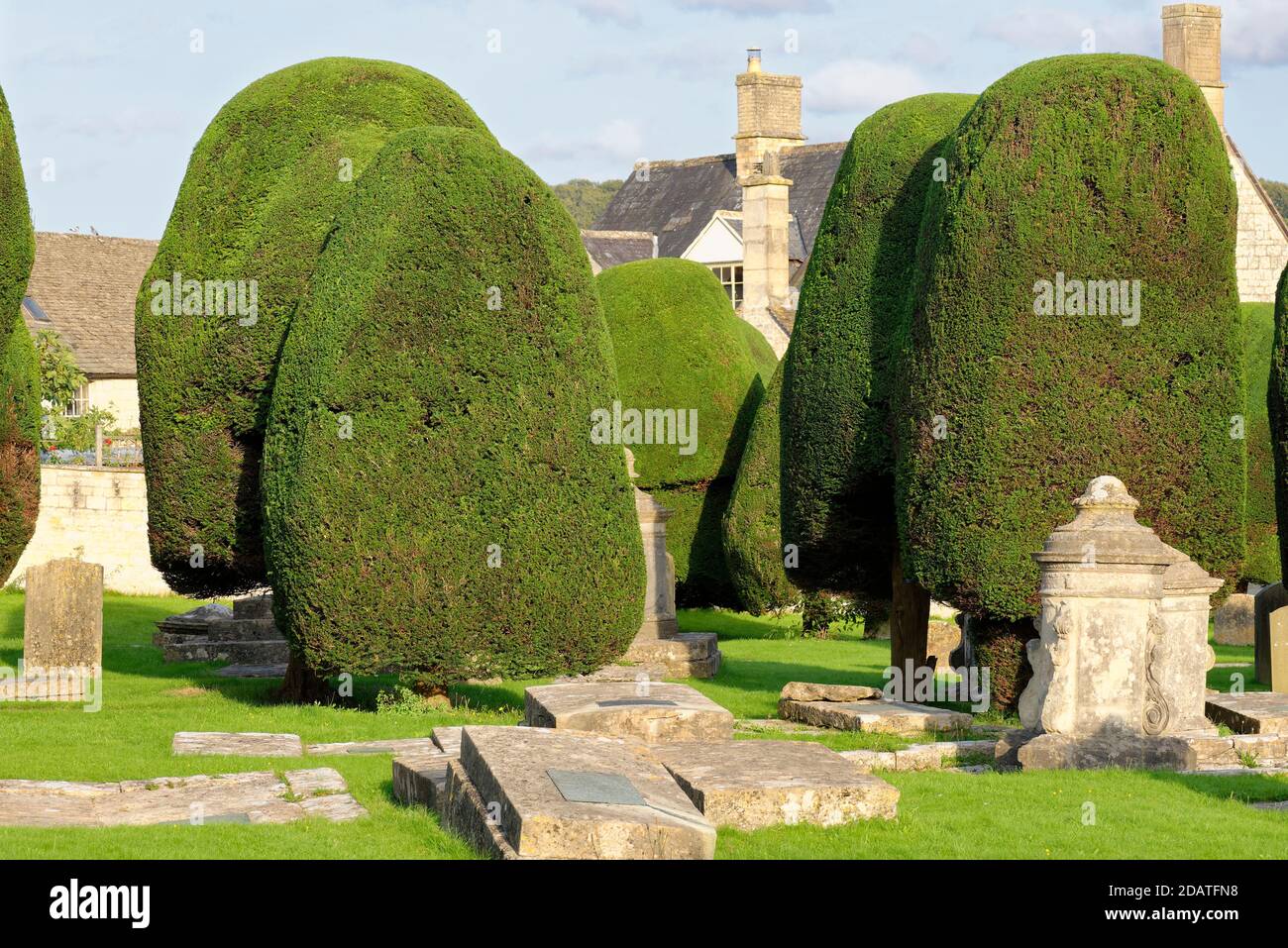 Yew alberi in St Mary's Church Yard, Painswick, Gloucestershire Foto Stock