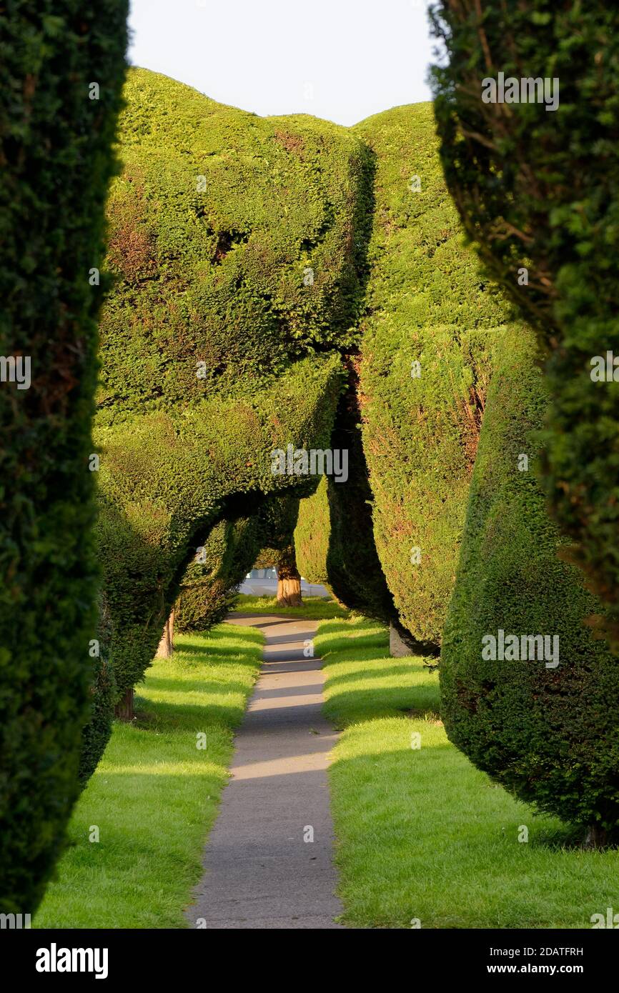 Yew alberi in St Mary's Church Yard, Painswick, Gloucestershire Foto Stock