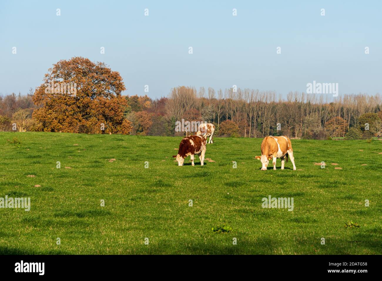 Freilaufende Rinder auf einer Wiese in Schleswig-Holstein Foto Stock