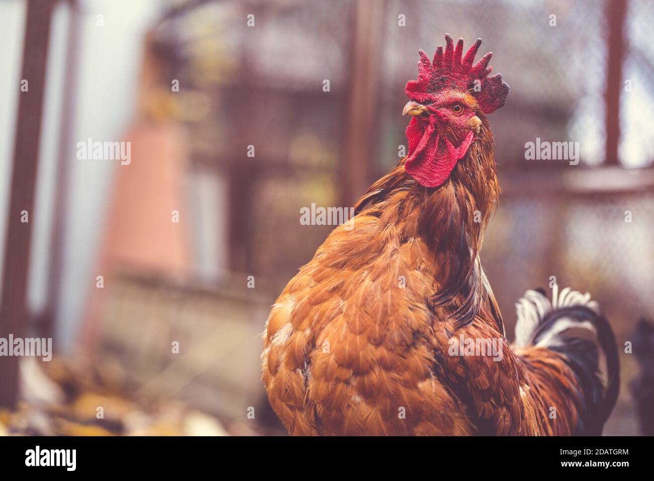 Passeggiata ordinaria rossa in paddock. Gallo marrone che cammina in una voliera in un giorno d'autunno in una fattoria. Foto Stock